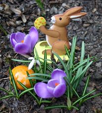 Krokus-Osterhase.jpg